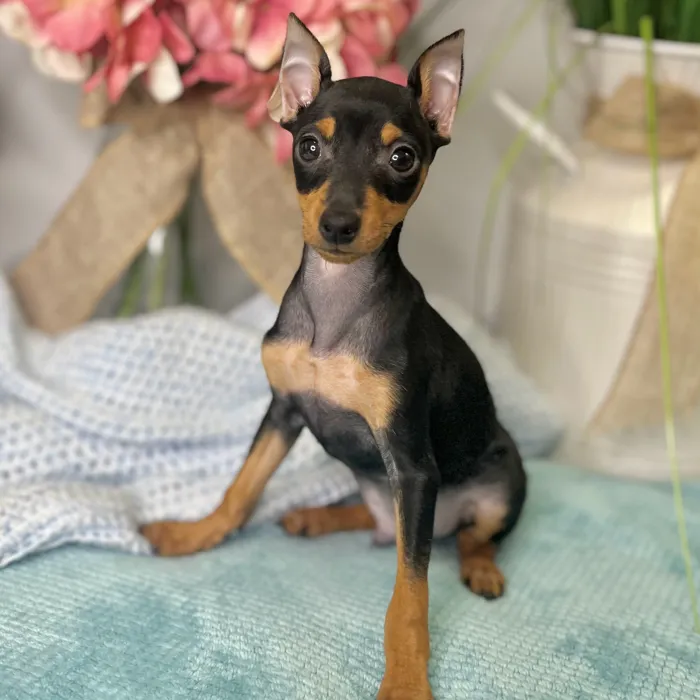 Male Miniature Pinscher puppy for sale at Shake A Paw Green Brook.