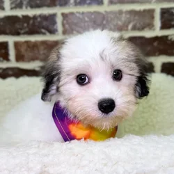 car_main_img_/media/ap_media/pets/TQCGVMBUBTBG21578.webp.250x250_q85.webp