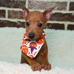 car_main_img_/media/ap_media/pets/TQUYRGRLWDTG23570.webp.250x250_q85.webp