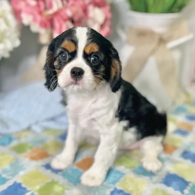 Male Cavalier King Charles Spaniel puppy for sale at Shake A Paw Green Brook.