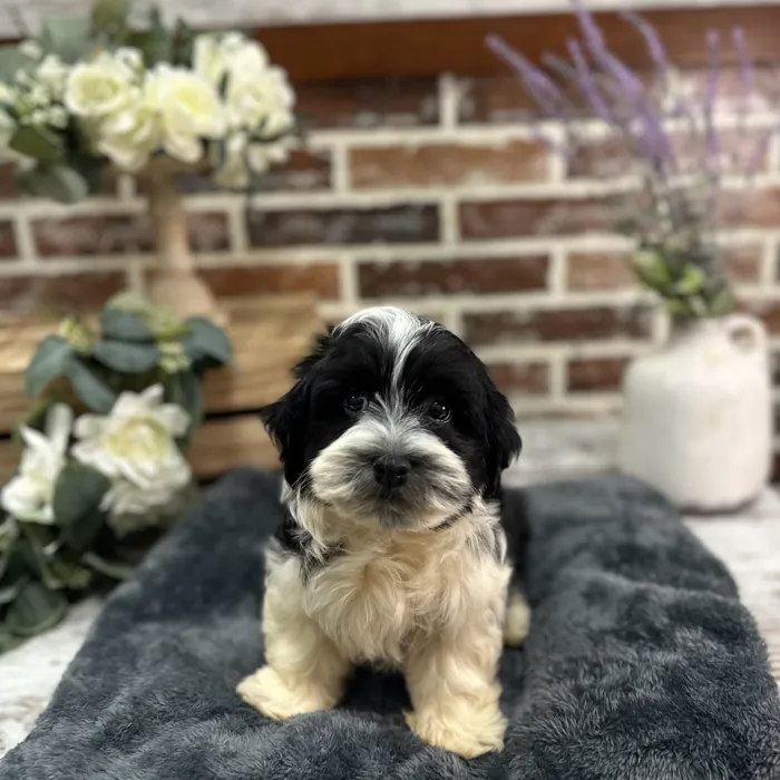 Male Havanese puppy for sale at Shake A Paw Union.