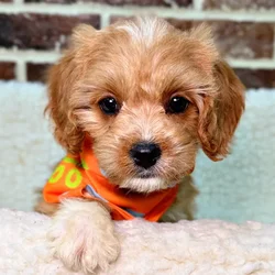 car_main_img_/media/ap_media/pets/TVLAVVICDPCE22308.webp.250x250_q85.webp