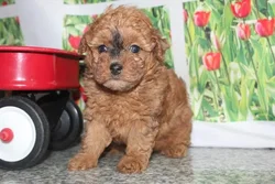 car_main_img_/media/ap_media/pets/TVPUMPDLTKMB23052.webp.250x250_q85.webp