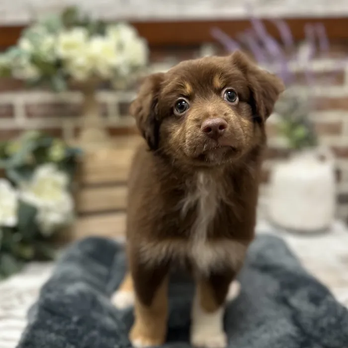 Female Mini Australian Shepherd puppy for sale at Shake A Paw Union.