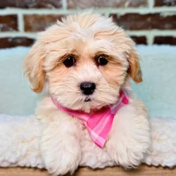 car_main_img_/media/ap_media/pets/TYUIHHHOTXSW23025.webp.250x250_q85.webp