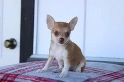 car_main_img_/media/ap_media/pets/UADLZHZITXFV40028.webp.250x250_q85.webp