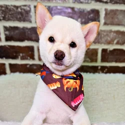 car_main_img_/media/ap_media/pets/UCGJLFSHGWJD23982.webp.250x250_q85.webp