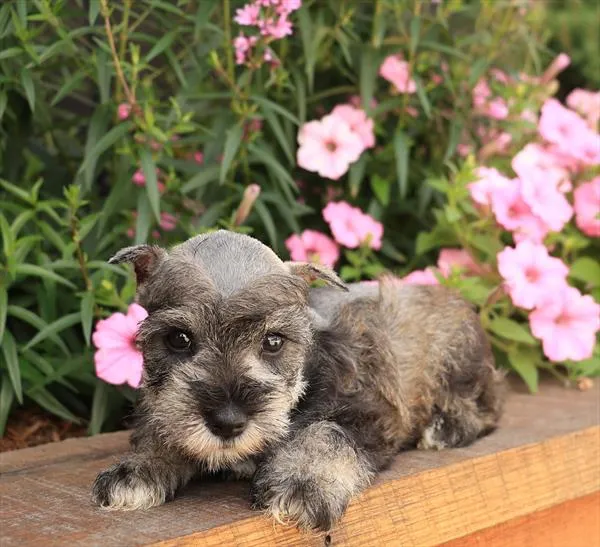 Female Mini Schnauzer puppy for sale at Shake A Paw Green Brook.