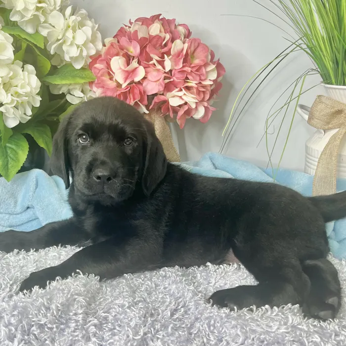 Male Labrador Retriever puppy for sale at Shake A Paw Green Brook.