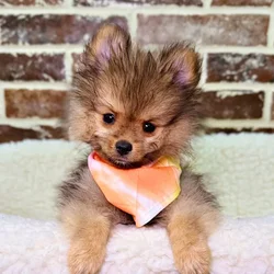 car_main_img_/media/ap_media/pets/UGKTEKDEJFKU20847.webp.250x250_q85.webp