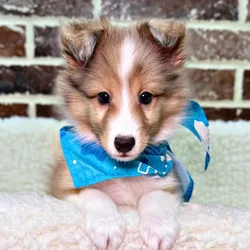 car_main_img_/media/ap_media/pets/UIGLJRVXWVCS20882.webp.250x250_q85.webp
