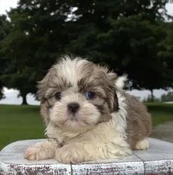 car_main_img_/media/ap_media/pets/UISFMWUYJTAY22401.webp.250x250_q85.webp