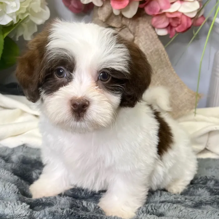 Male Shih Tzu / Poodle puppy for sale at Shake A Paw Green Brook.