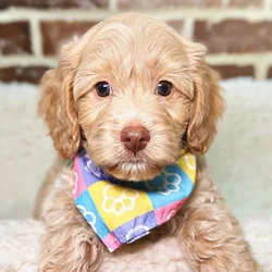Male Cockapoo puppy for sale at Shake A Paw Union.