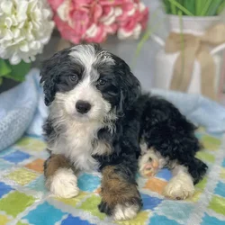Female Mini Bernedoodle puppy for sale at Shake A Paw Green Brook.