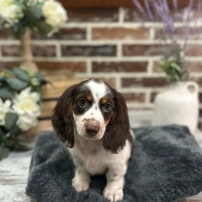 Male Dachshund puppy for sale at Shake A Paw Union.