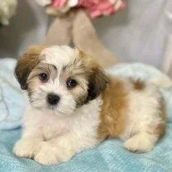Male Shih Tzu / Bichon puppy for sale at Shake A Paw Green Brook.