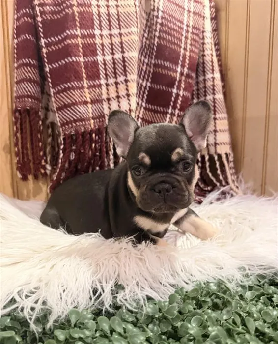 Female French Bulldog puppy for sale at Shake A Paw Green Brook.