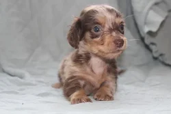 car_main_img_/media/ap_media/pets/UWSLTVACXHEO21109.webp.250x250_q85.webp