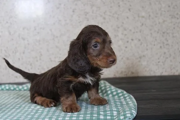 Female Dachshund puppy for sale at Shake A Paw Green Brook.