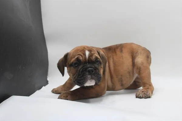 Male Hybrid puppy for sale at Shake A Paw Green Brook.
