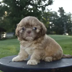 car_main_img_/media/ap_media/pets/VBFLRVOJDKLW21992.webp.250x250_q85.webp