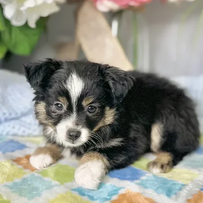 Male Mini Australian Shepherd puppy for sale at Shake A Paw Green Brook.