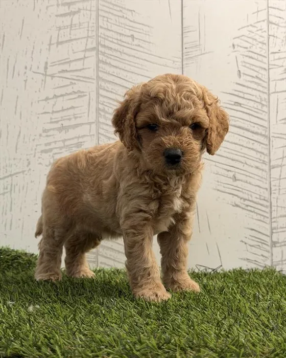 Male Mini Goldendoodle 2Nd Gen puppy for sale at Shake A Paw Union.