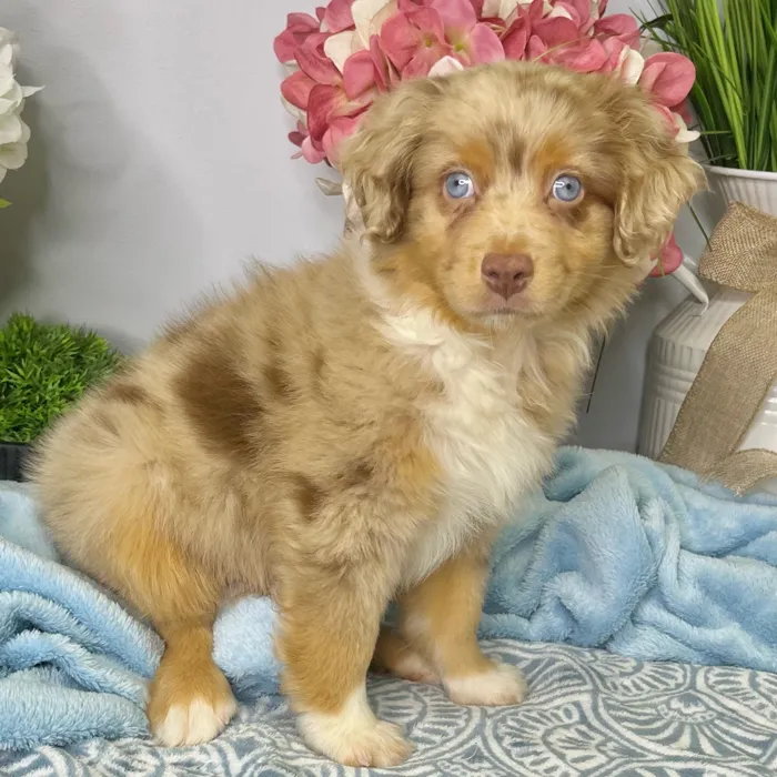 Male Mini Australian Shepherd puppy for sale at Shake A Paw Green Brook.