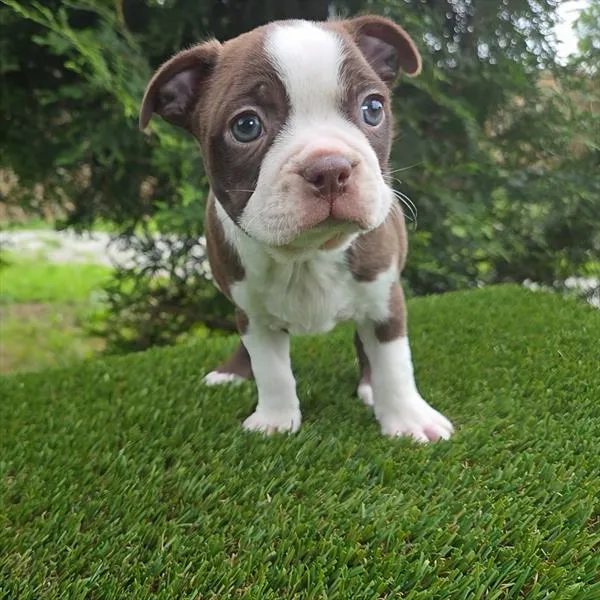 Male Boston Terrier puppy for sale at Shake A Paw Union.