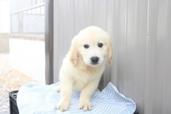 Female Golden Retriever puppy for sale at Shake A Paw Union.