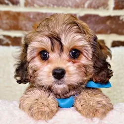 car_main_img_/media/ap_media/pets/VGQCCKHTWSVY20848.webp.250x250_q85.webp