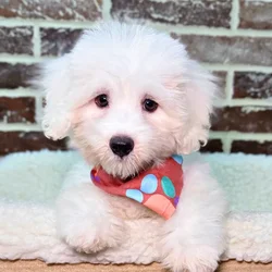 car_main_img_/media/ap_media/pets/VHFJWHVDOFBS21707.webp.250x250_q85.webp