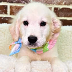 car_main_img_/media/ap_media/pets/VKPBGJHGKOXK19687.webp.250x250_q85.webp