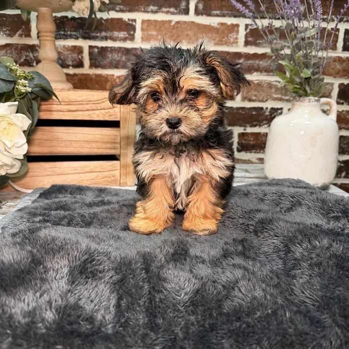 Female Maltese / Yorkie puppy for sale at Shake A Paw Union.