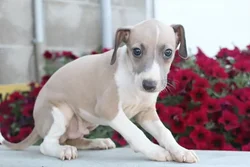car_main_img_/media/ap_media/pets/VLHWFVQHSSHN23416.webp.250x250_q85.webp