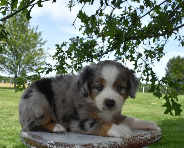 Male Mini Australian Shepherd puppy for sale at Shake A Paw Union.