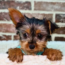 car_main_img_/media/ap_media/pets/VVHPVFVPNLIZ18813.webp.250x250_q85.webp