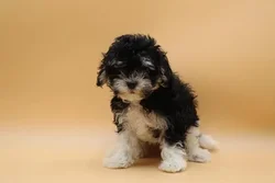 car_main_img_/media/ap_media/pets/VYPORJNWIEDX23847.webp.250x250_q85.webp