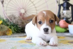 car_main_img_/media/ap_media/pets/VYQDEGGDDQCG23064.webp.250x250_q85.webp