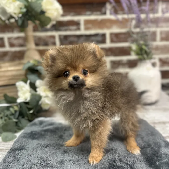 Female Pomeranian puppy for sale at Shake A Paw Union.