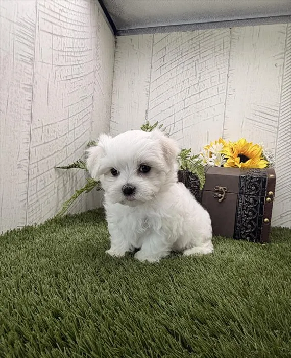 Female Maltese puppy for sale at Shake A Paw Green Brook.
