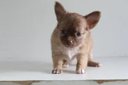 car_main_img_/media/ap_media/pets/WEQESATXJYTL23858.webp.250x250_q85.webp