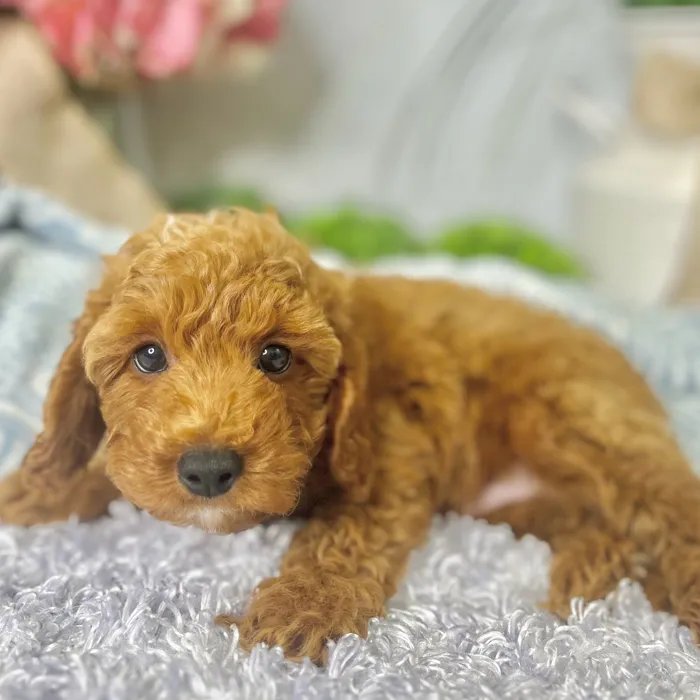 Male Mini Goldendoodle 3Rd Gen puppy for sale at Shake A Paw Green Brook.