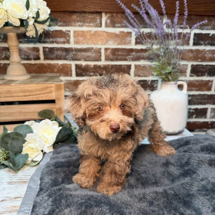 Female Poodle puppy for sale at Shake A Paw Union.