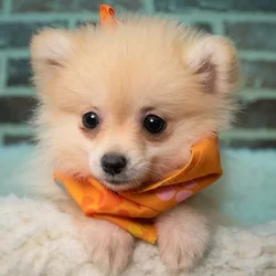 Female Pomeranian puppy for sale at Shake A Paw Union.