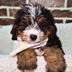 car_main_img_/media/ap_media/pets/WHRMYUAMNJSQ23336.webp.250x250_q85.webp