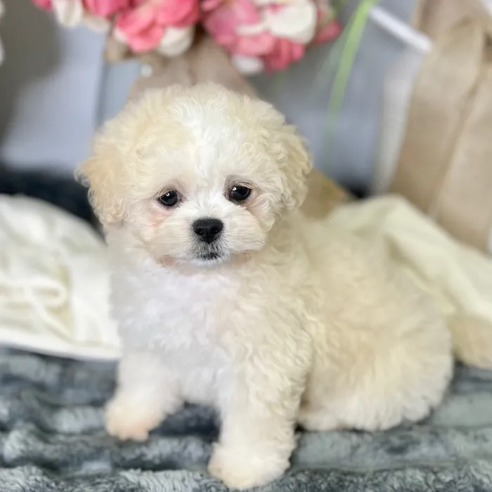 Female Pekingese / Bichon puppy for sale at Shake A Paw Green Brook.