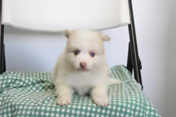 Female Pomsky puppy for sale at Shake A Paw Union.