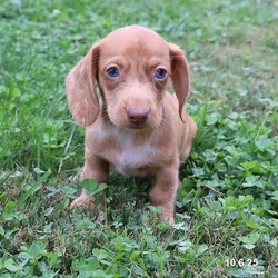 car_main_img_/media/ap_media/pets/WMSVWBSYDZOF23809.webp.250x250_q85.webp